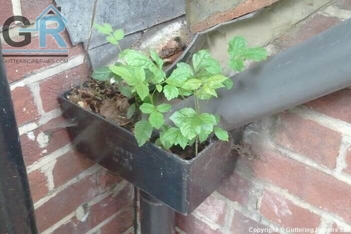 Hopper head in need of gutter cleaning. Plants growing in a downpipe hopper head on a detached house in London.